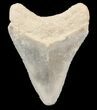 Serrated Megalodon Tooth - Bone Valley, Florida #48688-1